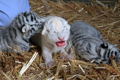 一身白毛沒有斑紋？ 罕見孟加拉小白虎宛如“超大貓咪”