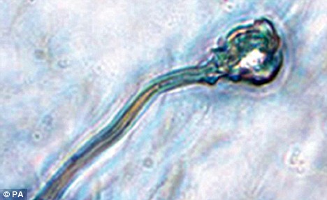 英首次用胚胎干細胞培育出人類精子 能否授精有待檢驗