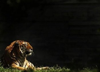 進口瀕危老虎 巴基斯坦反對黨領袖謝里夫家族遭抨擊