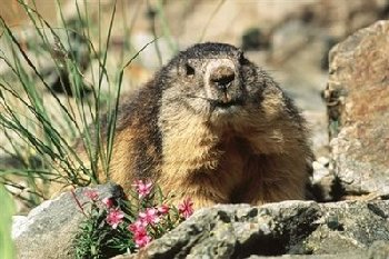 世衛組織：中國青海肺鼠疫源頭是一只旱獺