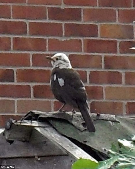 英國夫婦發現罕見患白化病畫眉 僅頭部為白色