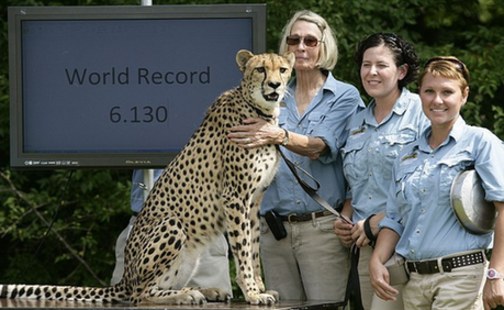 美國(guó)獵豹“短跑王”破陸上記錄 百米僅需6.13秒