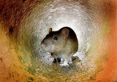 瑞士科學家發明療癱新法 成功治好實驗鼠人類也適用