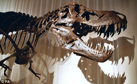 霸王龍死因有新說:感染咽喉疾病后活活餓死