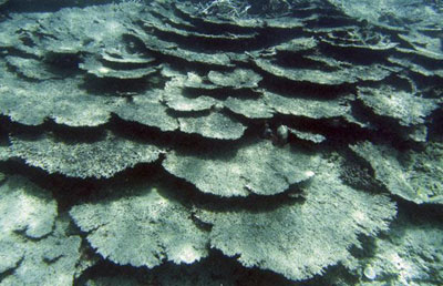 組圖：英報盤點全球變暖11個最大受害國