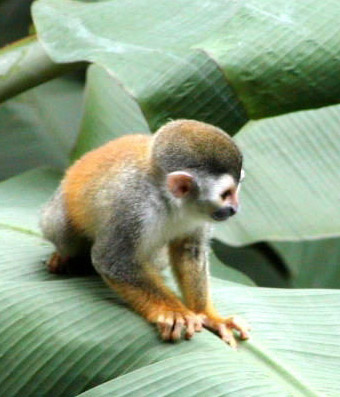 “走私狂人”腰帶內藏18只伶猴被墨西哥海關查獲