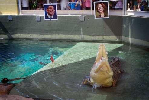 鱷魚哈里預測澳大利亞總理吉拉德將贏得選舉（圖）
