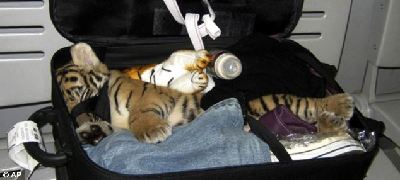 行李箱內驚現(xiàn)虎崽！泰國機場警察抓住大膽走私女子