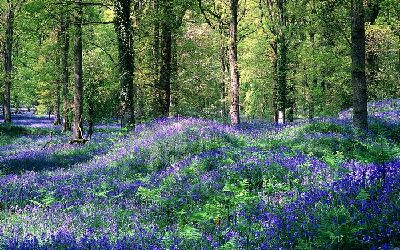 英政府擬賣掉半數國有林地 “羅賓漢森林”名列其中