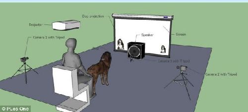 聽聲音辨大小?研究人員發(fā)現(xiàn)狗狗特異功能