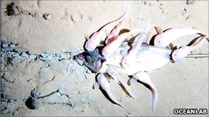 研究發(fā)現(xiàn)世界最深海溝儲存大量碳 能調(diào)節(jié)全球氣候