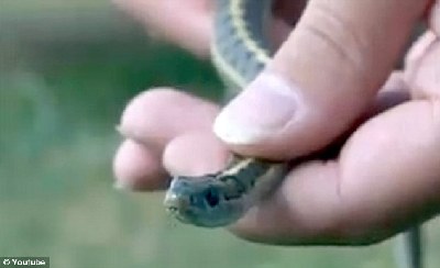 美國一房產被上千條蛇“纏身” 大幅降價難脫手