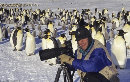 南極帝企鵝集體哀悼死亡幼仔 場面悲壯