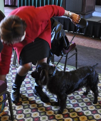 135屆西敏寺狗展情人節(jié)開幕 6新品種提前亮相