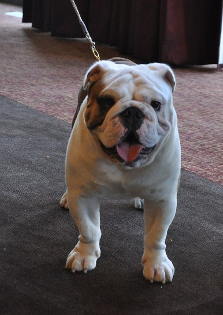 135屆西敏寺狗展情人節開幕 6新品種提前亮相