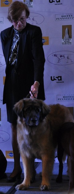 135屆西敏寺狗展情人節開幕 6新品種提前亮相