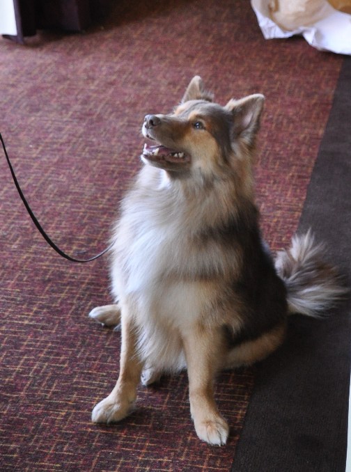 135屆西敏寺狗展情人節開幕 6新品種提前亮相