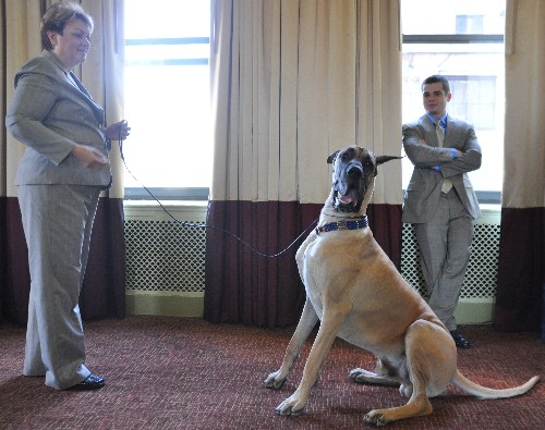 135屆西敏寺狗展情人節(jié)開幕 6新品種提前亮相