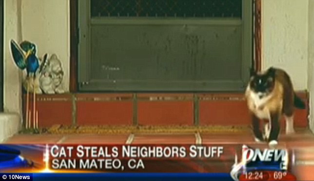 美國小鎮(zhèn)驚現(xiàn)“貓咪大盜” 3年作案超過600次