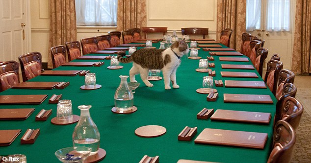 唐寧街“第一貓”不愛捕鼠愛睡覺 多次試圖“逃跑”