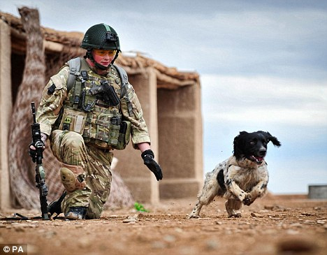 駐阿英軍防暴犬因主人陣亡傷心致死 曾搭檔救命無數