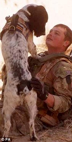 駐阿英軍防暴犬因主人陣亡傷心致死 曾搭檔救命無數