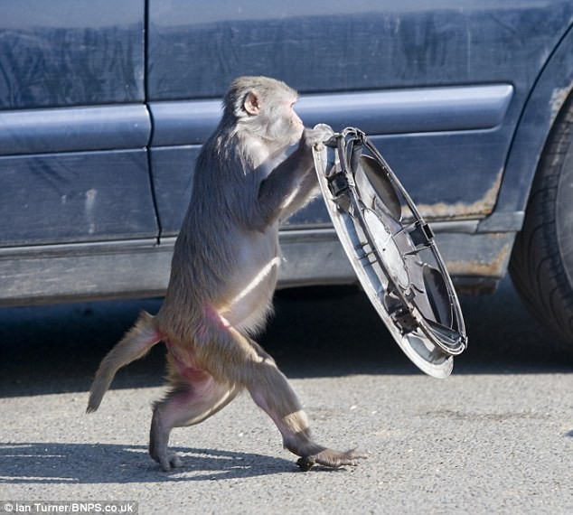 奔馳車拿來當玩具 英國猴子命好惹人羨