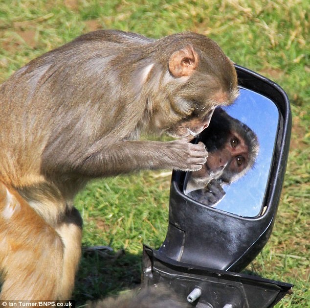 奔馳車拿來當玩具 英國猴子命好惹人羨