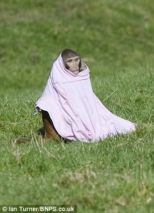 奔馳車拿來當玩具 英國猴子命好惹人羨