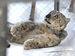 據稱俄雪豹坐直升機、關禁閉 只為等總理普京“接見”