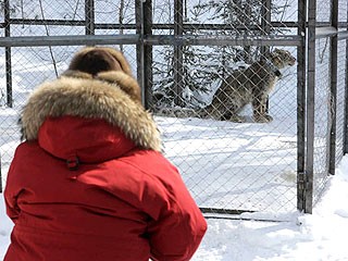 據稱俄雪豹坐直升機、關禁閉 只為等總理普京“接見”