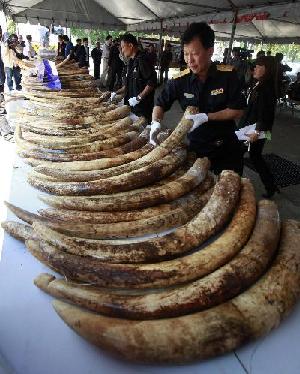 泰國海關破獲史上最大象牙走私案 價值達330萬美元