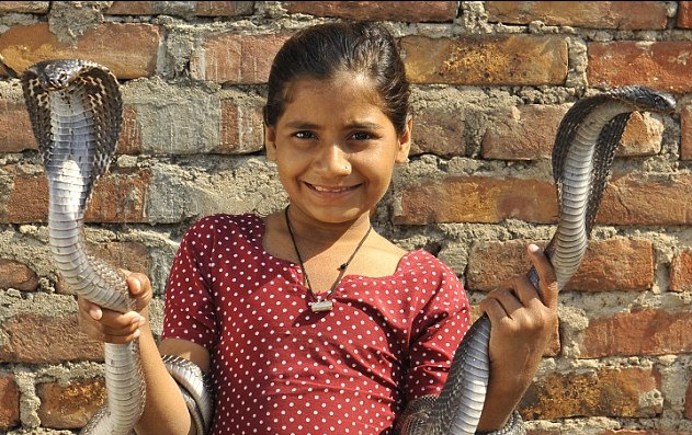 印度8歲女孩與眼鏡王蛇同吃同睡 三度被咬仍親密無間