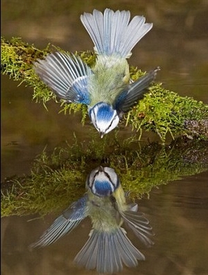 英攝影師自家花園建池塘 拍出絕美