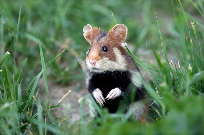 歐盟法院判法國政府保護大倉鼠不力 再不改就罰巨款