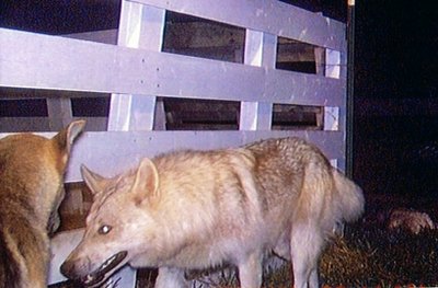 華盛頓州“嗜血”狗群咬死上百動物 居民擔心孩子安全