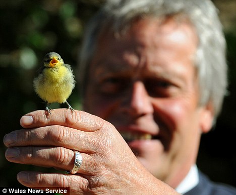 組圖：小鳥誤將英國男子頭發(fā)當(dāng)鳥窩