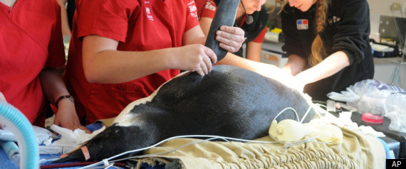 誤闖新西蘭水土不服 迷途帝企鵝被送醫治療