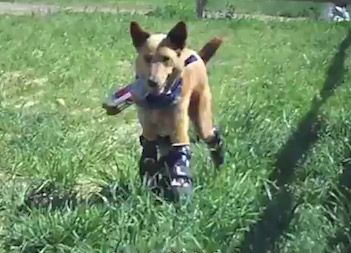 美國“狗堅強”遭遺棄四肢被截 假肢助其重獲行走能力