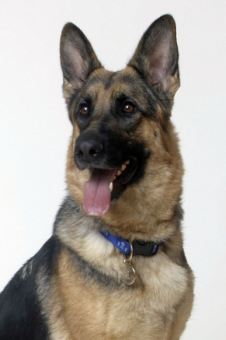 英警官誤將警犬鎖在車中悶死 自殺未遂或被指控