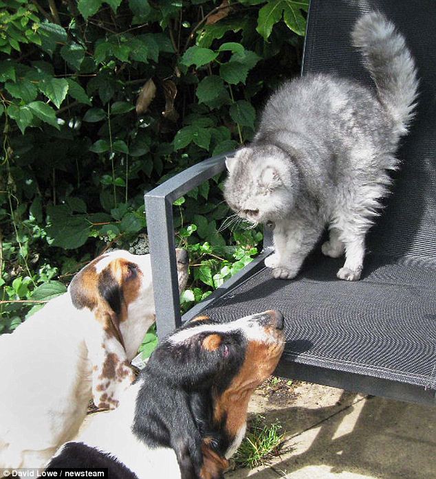 英國一貓咪整日怒容滿面 主人受夠其“臭嘴臉”