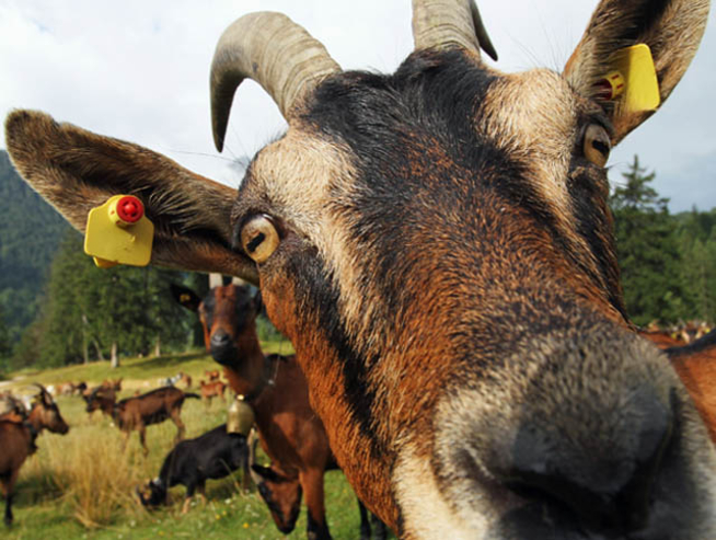 美國(guó)雇傭山羊當(dāng)除草工 自然環(huán)保清除入侵植物