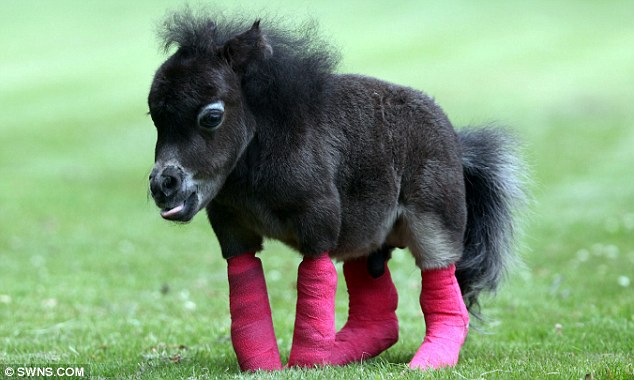 早產微型小馬天生腿部殘疾 主人求6000英鎊善款做手術