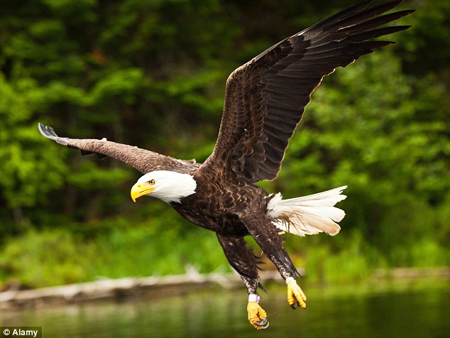 獸醫人工呼吸救活重傷白頭鷹 仁心仁術打破物種界限