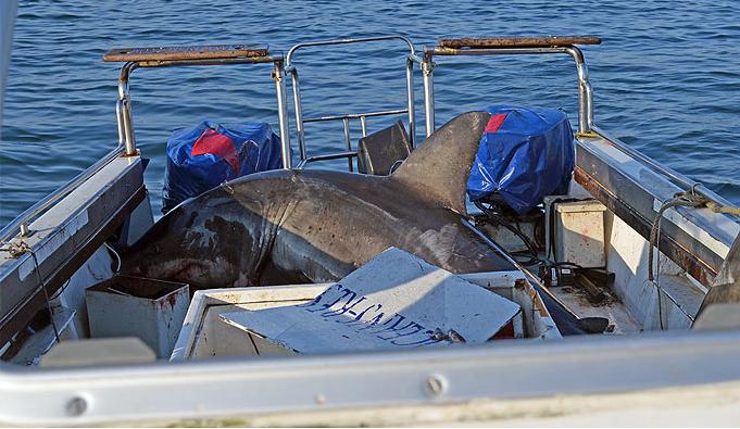大白鯊跳上科考船釀險情 吊車將其送回海里