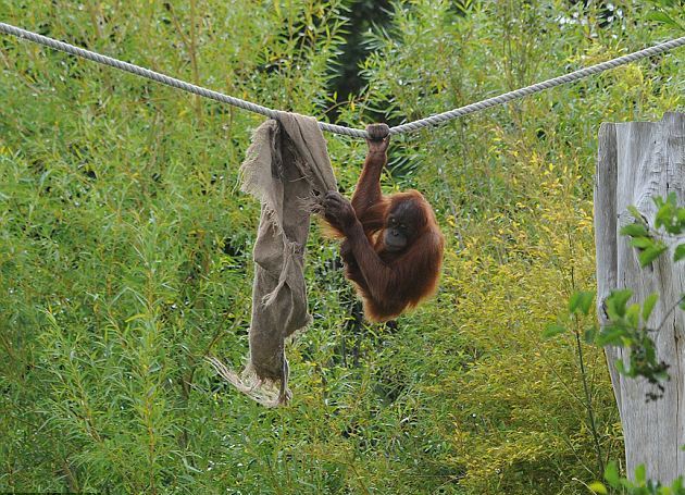 自制“纜車”摘果子 聰明猩猩有食吃