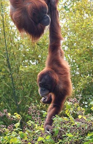 自制“纜車”摘果子 聰明猩猩有食吃