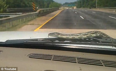 驚悚時刻：汽車擋風玻璃驚現(xiàn)大蛇！（圖片新聞）