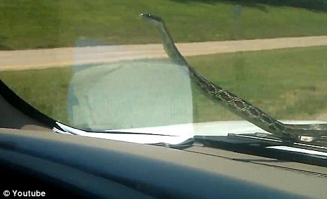 驚悚時刻：汽車擋風玻璃驚現大蛇！（圖片新聞）