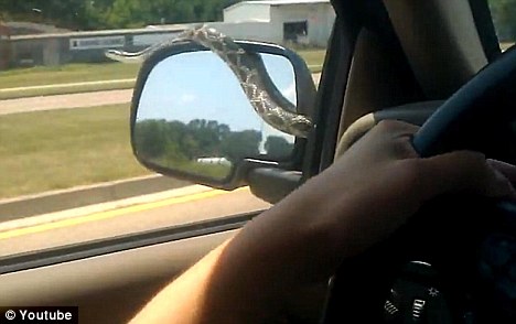 驚悚時刻：汽車擋風玻璃驚現大蛇！（圖片新聞）